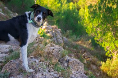 Köpek kameraya poz veriyor Wirh güzel manzara