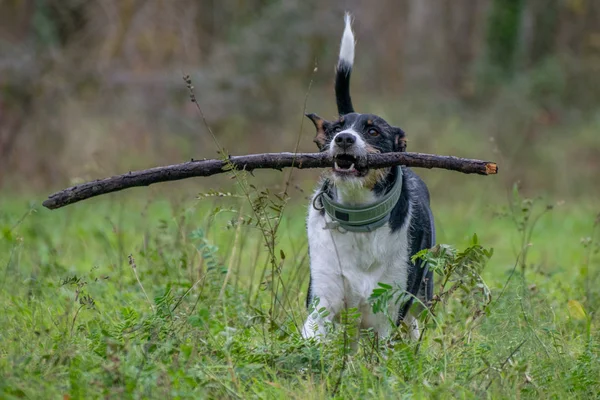 Güzel ormanda büyük sopalı bir köpek.