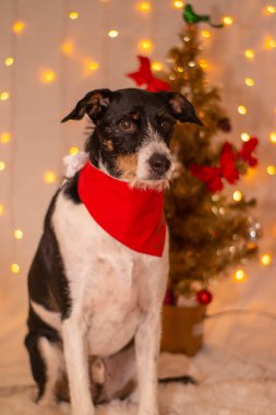 Bandanalı köpek ve yılbaşı ağacı olan bir sürü ışık.
