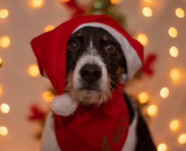 Noel Baba şapkalı bir köpek.