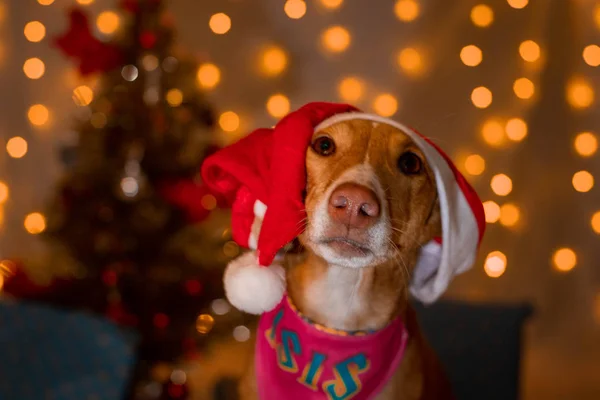 Noel Baba şapkalı bir köpek.