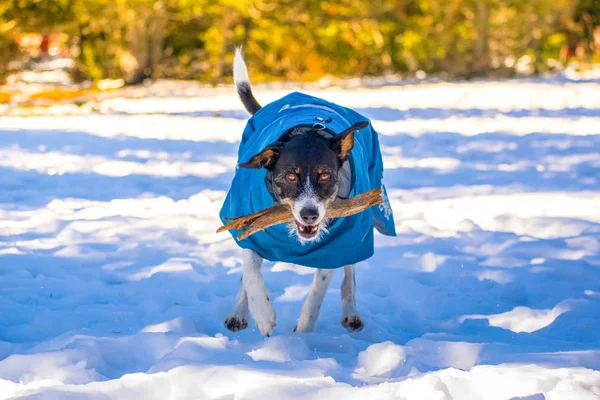 Köpekler karda koşup oyuncaklarla oynuyorlar.