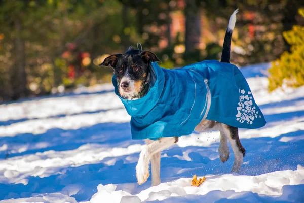 Köpek koşuyor ve karda oyuncaklarla oynuyor.