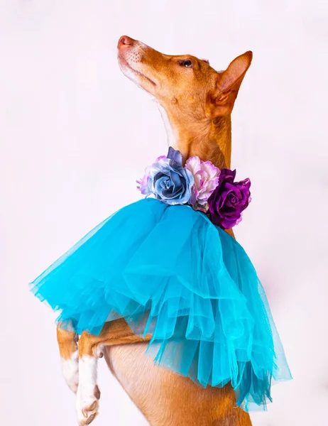Perro bailarín con tutú y flores — Foto de Stock