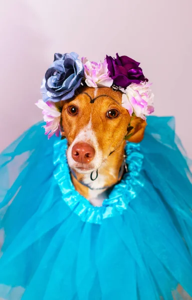 Perro bailarín con tutú y flores — Foto de Stock