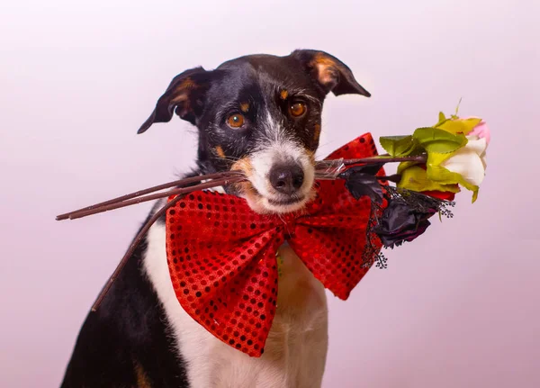 Sevgililer Günü hediyesi olarak bir buket çiçekli bir köpek.