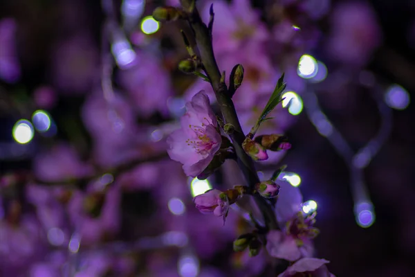 Mandelblüte Nacht Foto Mit Schönen Hintergrundbeleuchtung — Stockfoto