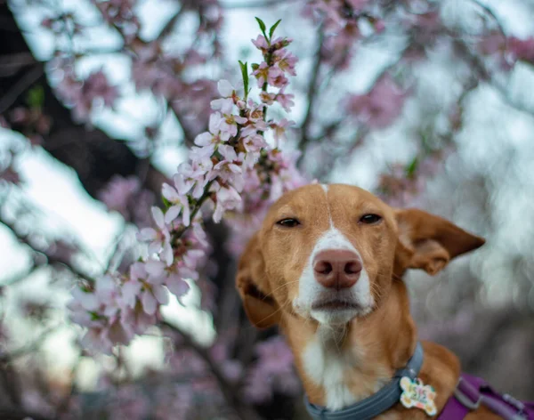 Cães Posando Rodeado Por Flores Dia Ensolarado — Fotografia de Stock