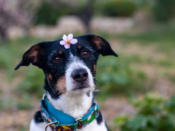 Belos Cães Posando Rodeado Por Flores Cabeça Dia Ensolarado — Fotografia de Stock