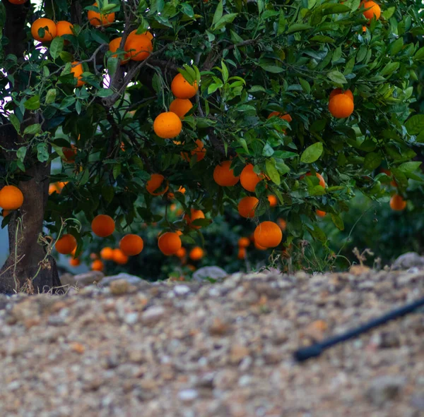 Les Arbres Fruitiers Orange Pris Bas Sans Ramasser Avec Une — Photo