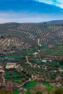 Zeytin ağaçlarından oluşan İspanyol manzarası güzel bir rahatlama ile
