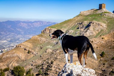 av köpeği avını bulduğunda poz verir.