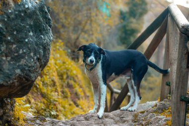 Sonbahar manzaralı, doğada poz veren köpeklerin yakın çekimi