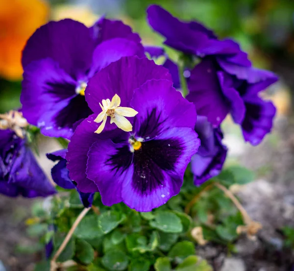 Schöne Bunte Violette Blume Mit Tau Bedeckt — Stockfoto