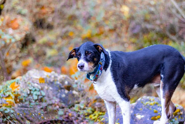 Mooie Close Van Hond Poseren Natuur Met Zonnig Landschap — Stockfoto