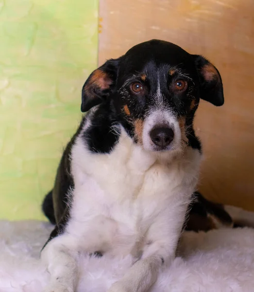 Açık renklerin arka planında çiçekler olan köpek kahverengi pozu