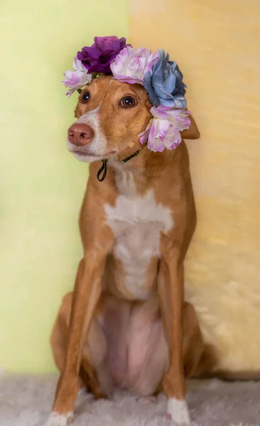 Cão Marrom Posando Com Flores Fundo Cabeça Cores Claras — Fotografia de Stock