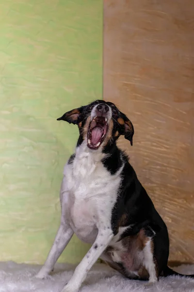 Собака Черно Белая Позирует Открытым Ртом Фоне Светлых Красок — стоковое фото