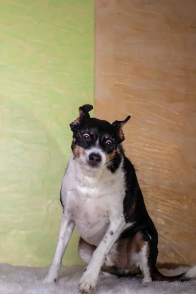 Cane Posa Bianco Nero Con Sfondo Colori Chiari — Foto Stock