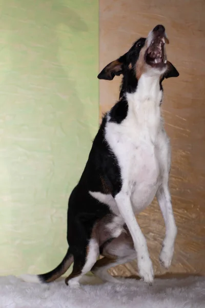 köpek siyah beyaz zıplıyor açık renkli arka planda