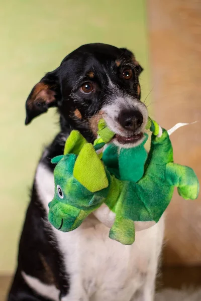 köpek siyah ve beyaz oyuncakla açık renkli arka planda poz veriyor