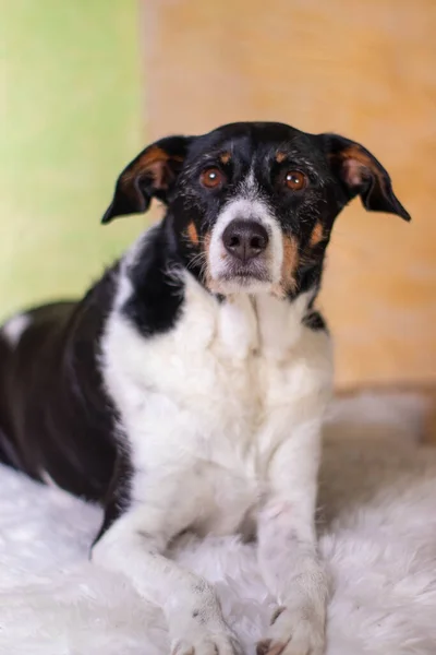 köpek siyah ve beyaz pozu açık renkli arkaplan