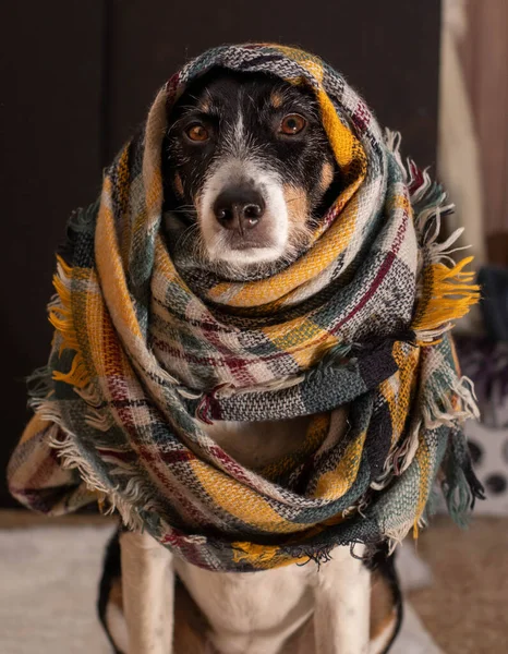 beautiful dog posing with a colorful scarf