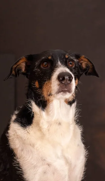 Cão Posando Com Cachecol Colorido — Fotografia de Stock