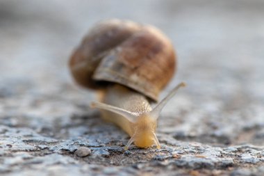Boynuzları çıkmış bir salyangozun makro fotoğrafı.