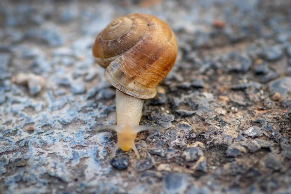 Boynuzları çıkmış bir salyangozun makro fotoğrafı.