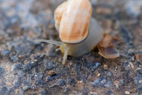 Macro Photography Snail Road Its Horns Out — Stock Photo, Image