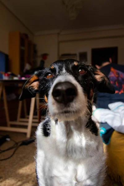 Fotografia Cane Primo Piano Con Sfondo Una Casa — Foto Stock