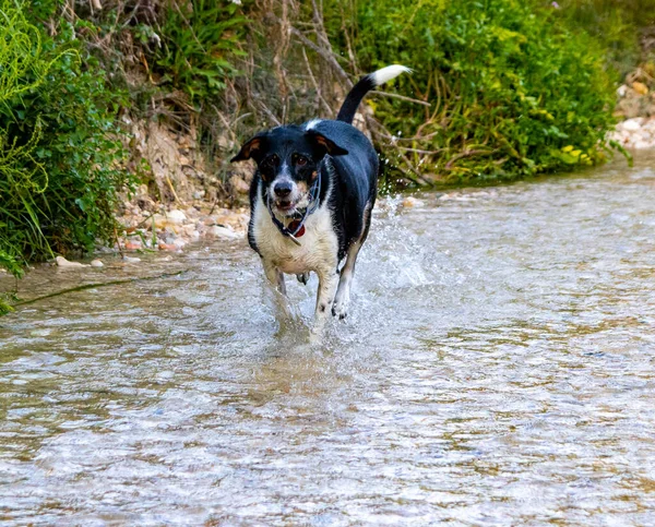 Köpekler özgürce koşuyor ve nehirde poz veriyorlar.