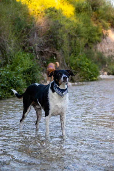 Köpekler özgürce koşuyor ve nehirde poz veriyorlar.