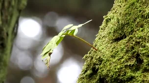 Yaprak ve yosunlu ağaç gövdesinde rüzgarlı gün — Stok video
