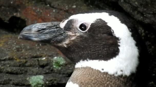 Les Oiseaux Qui Ne Volent Pas Et Les Manchots Du Cap