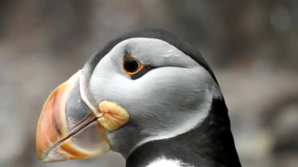 Aves marinhas Puffin Vida selvagem e Fauna — Vídeo de Stock