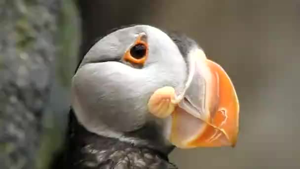 Puffin sjöfågel i vilda — Stockvideo