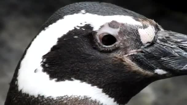 Afrikanische Pinguine in freier Wildbahn — Stockvideo