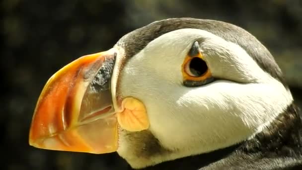 Puffin Seabird In Wild — Stock Video