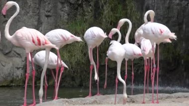 Vahşi doğada pembe flamingolar