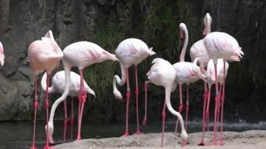 Vahşi pembe flamingolar tabiatı
