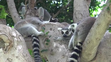 Lemur vahşi hayvanlar ağacında