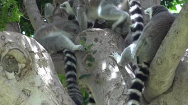 Vahşi Lemurlar ağacıyla