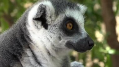 Lemurlar sevimli sevimli hayvan