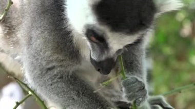 Aç Lemur A vahşi hayvan