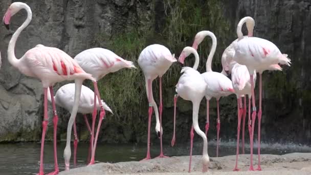 Pink Flamingos In Wild — Stock video