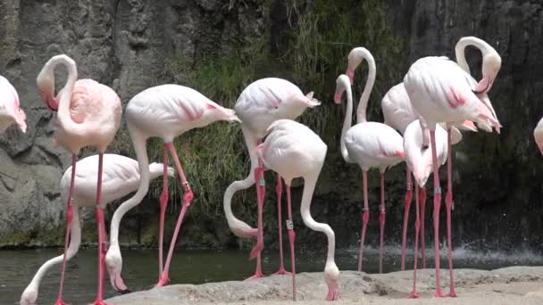 Рожеві фламінго або Wading птахів — стокове відео