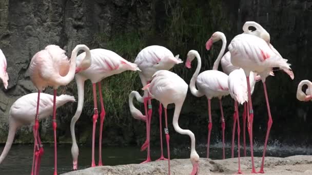 Рожеві фламінго Wading птахів в дикому — стокове відео
