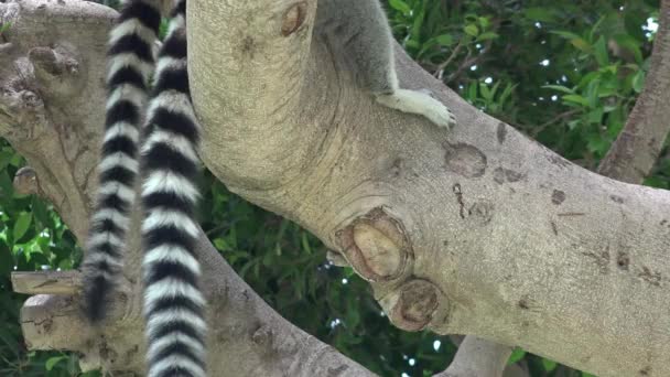 Lemur oder Waschbär gestreifte Schwänze — Stockvideo